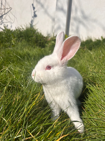 Rabbits for sale