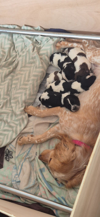 2 male 8week old sprocker pups ready for collection