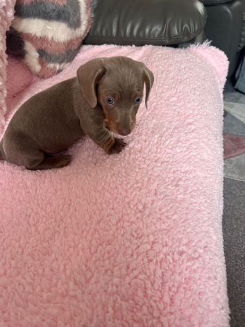 Dachshund