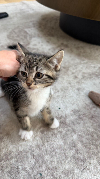 Beautiful kitten