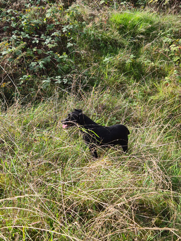 Patterdale bitch working