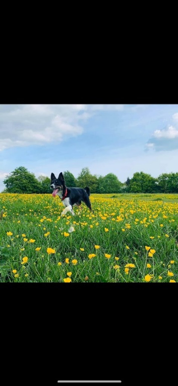 Enthusiastic dog walker!