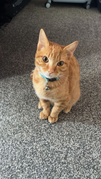 Kitten for rehome / male