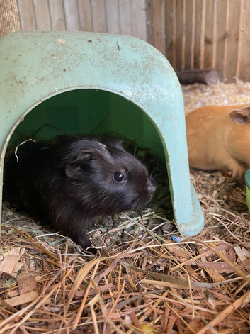 3 male guinea pigs looking for their forever homes