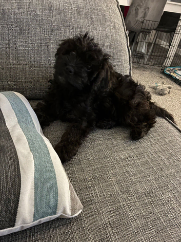 F1 cavapoo