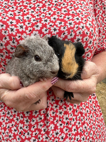 Beautiful Pair of Baby Guinea Pig Boars