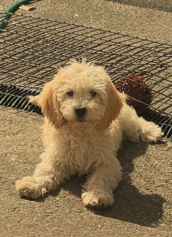 Cockapoo pup