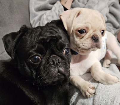 a good home for two pugs