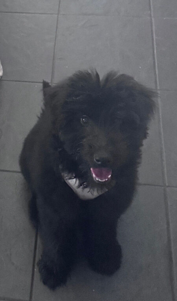 Teddy 7 months old