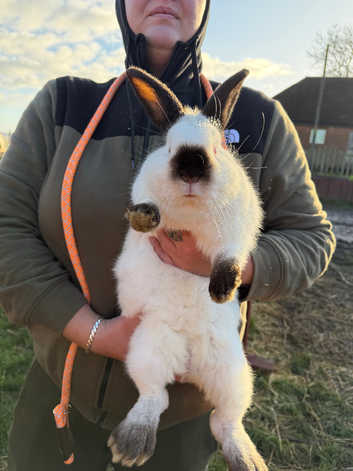 Pure California Rabbits Genuine Genetics