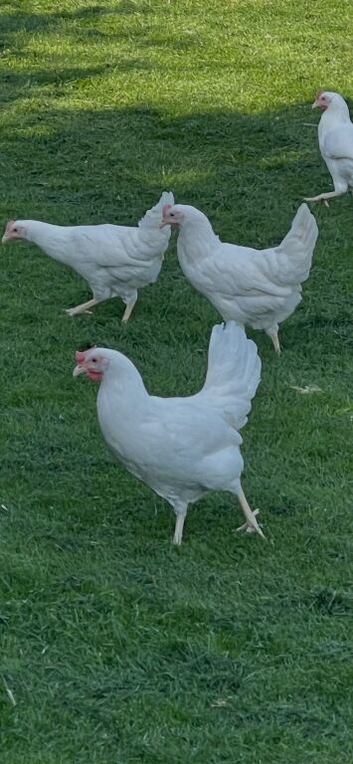 White star 29 wks just started laying