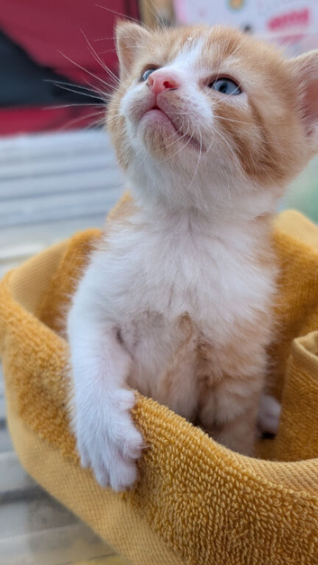 Kittens