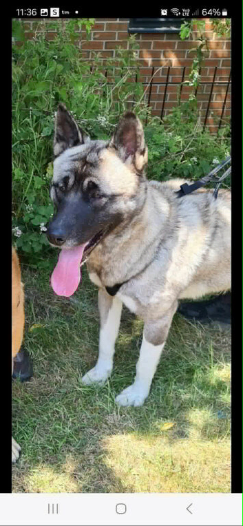4 year old male akita