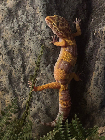 Female albino leopard gecko