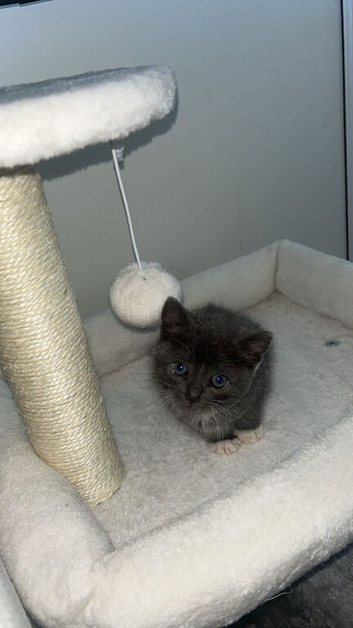 Grey Domestic short haired male kitten