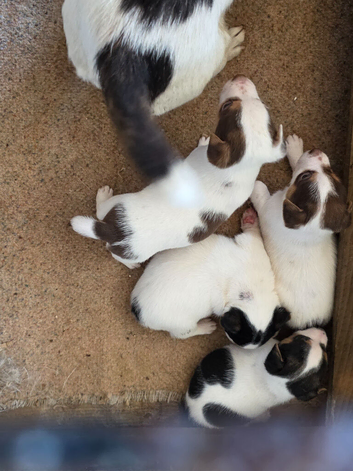 Jack Russel Puppies