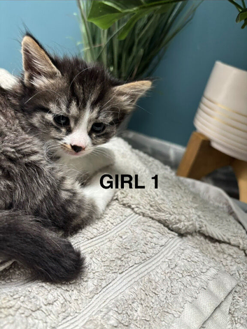 Beautiful kittens