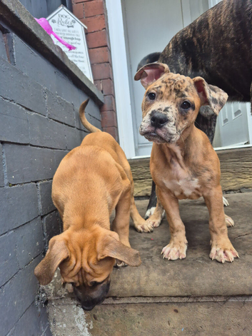 Cane corso mix puppies