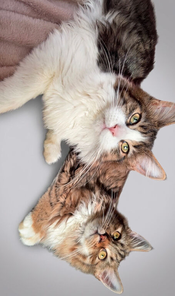 Two lynx maine coon kittens (female)