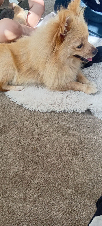 Male pomchi puppy's pups lilac
