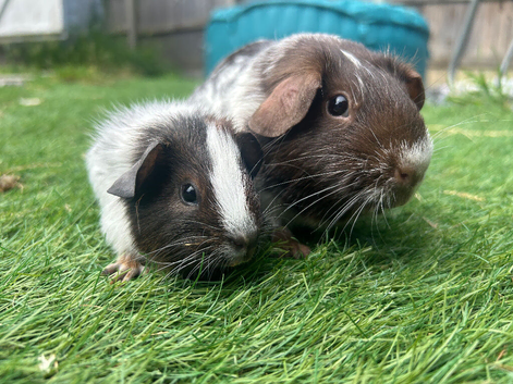 Mum and baby bonded pair
