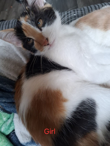 Kittens for sale
