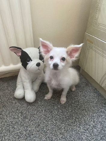 Adorable Tiny Malchi Female Puppy Available Sept