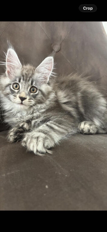 1 tica active girl left polydactyl