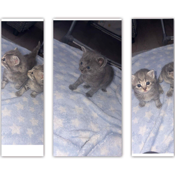 3 British shorthair kittens