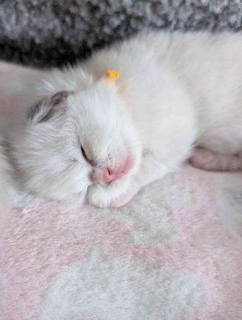 TICA Blue Bicolor/Mitted Ragdoll kittens
