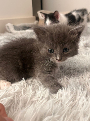 Kittens for sale