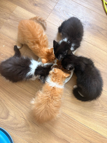 Kittens ready now