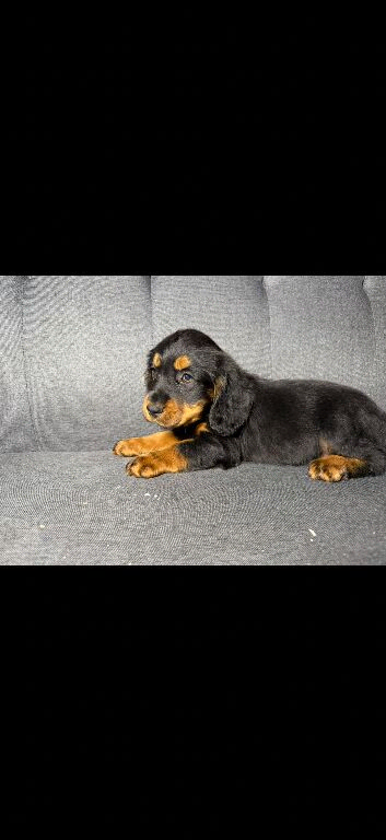 2 stunning cockerpoo girl puppies for sale!