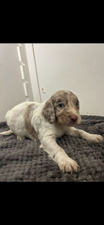 Cockapoo puppies