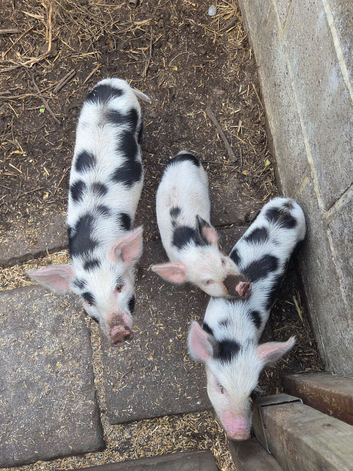Pig