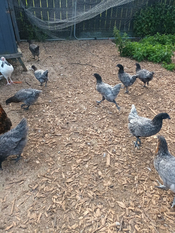 Blubelle pullets