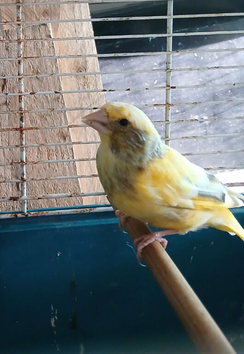 Cock Pied greenfinch for sale