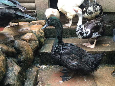 12-month-old Cayuga Drake available