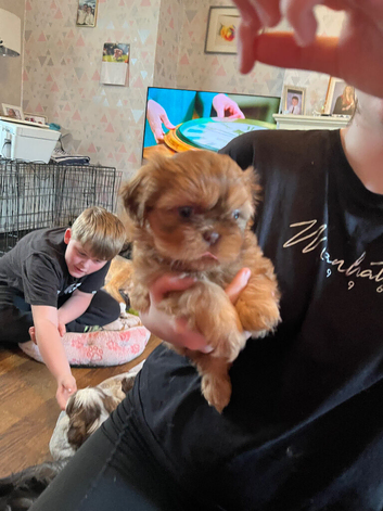 Adorable puppies