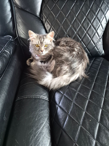 Maincoon cross