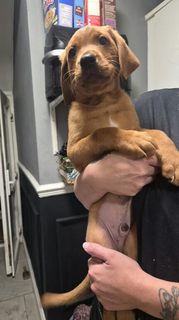 Fox red lab last big boy