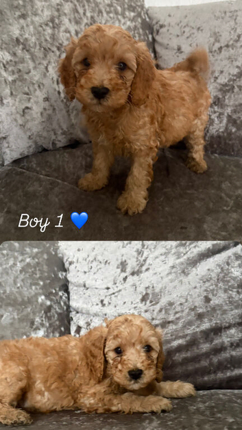 Cockerpoo puppies