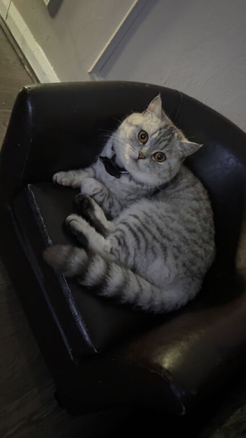 Beautiful exotic British shorthair
