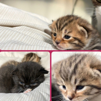 3 kittens available early may