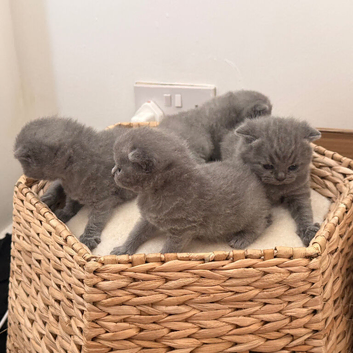 British short hair kitten