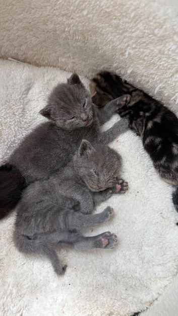 British short hair kittens for sale