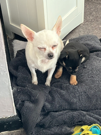 Small breaded Chihuahua