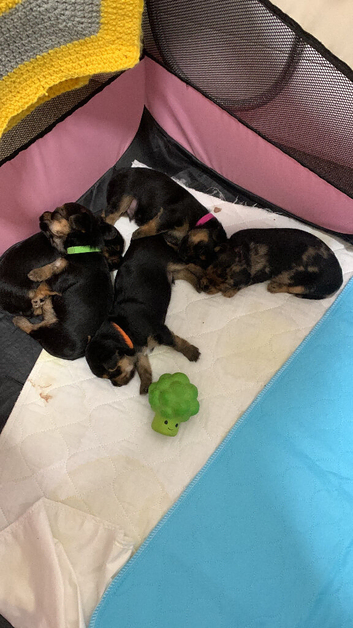 Yorkie/Chihuahua