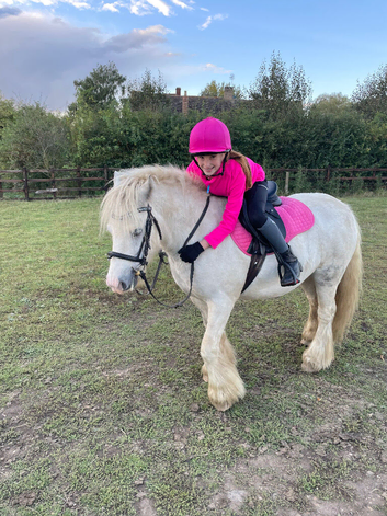 Handsome cob gelding