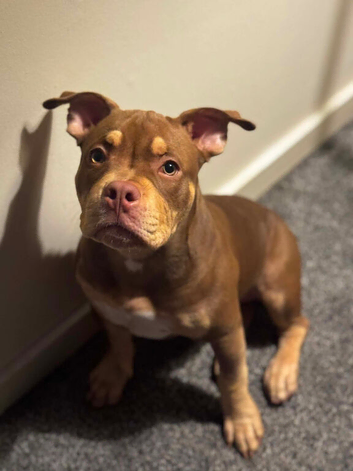 Cryptic meryl 8 week old bitch